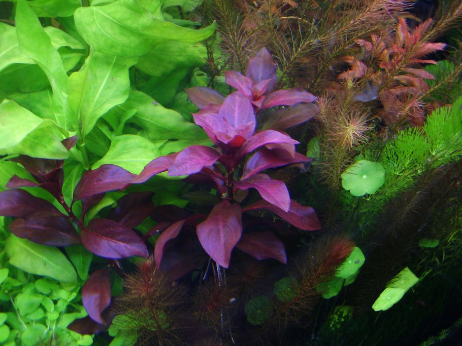 Людвигия Репенс