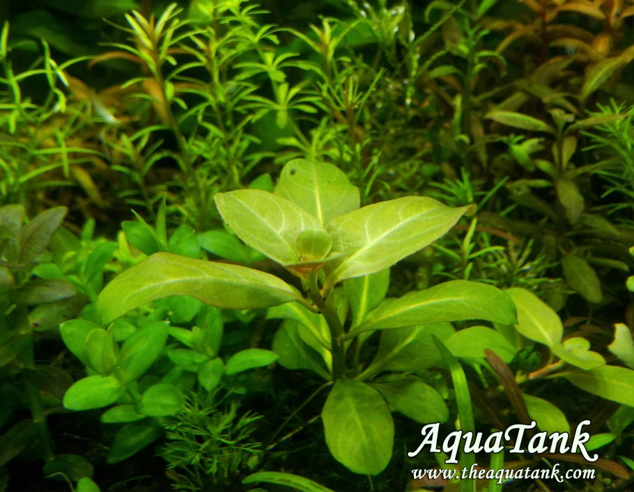 Людвигия Аркуата