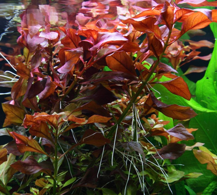 Людвигия Репенс аквариумное