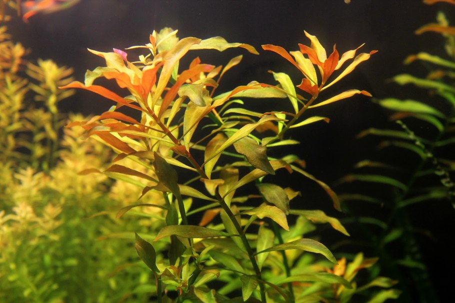 Людвигия Репенс