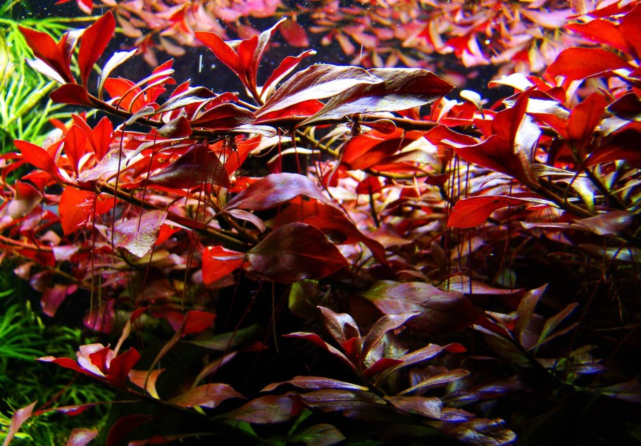 Людвигия болотная (палюстрис)