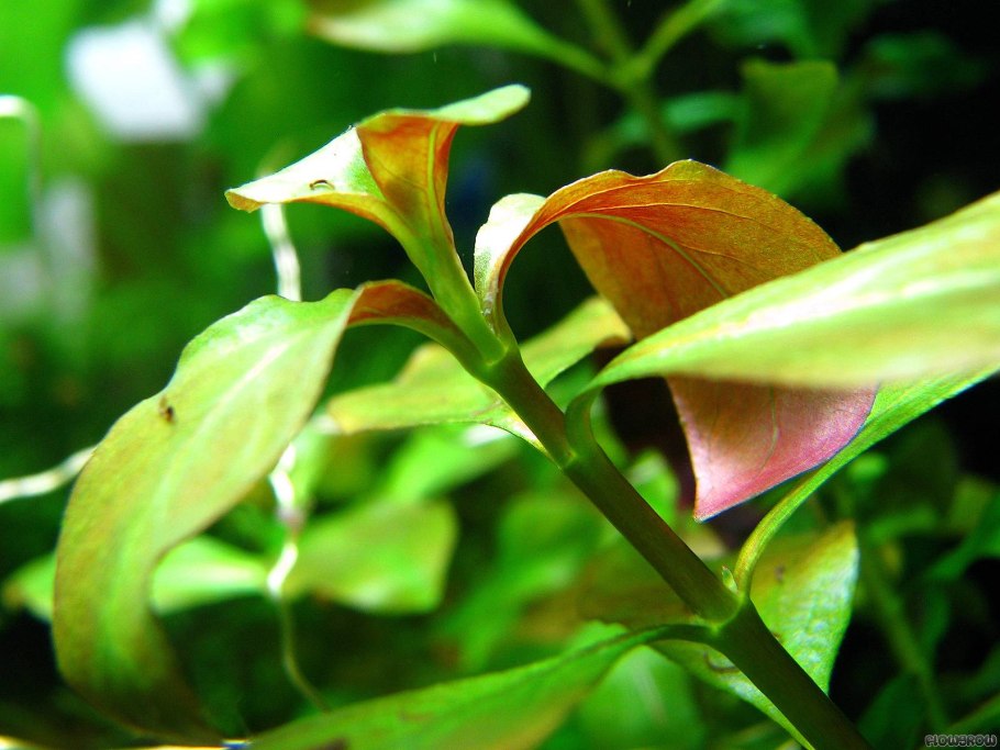 Людвигия палюстрис зеленая