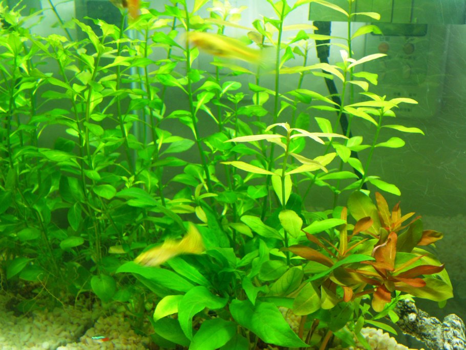 Ludwigia repens Rubin Людвигия Репенс Рубин