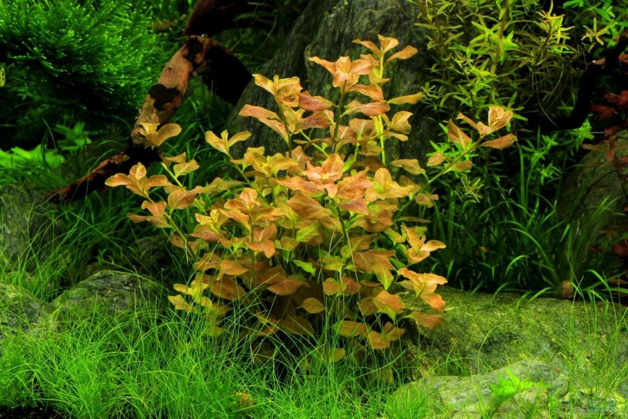 Людвигия Болотная (палюстрис)