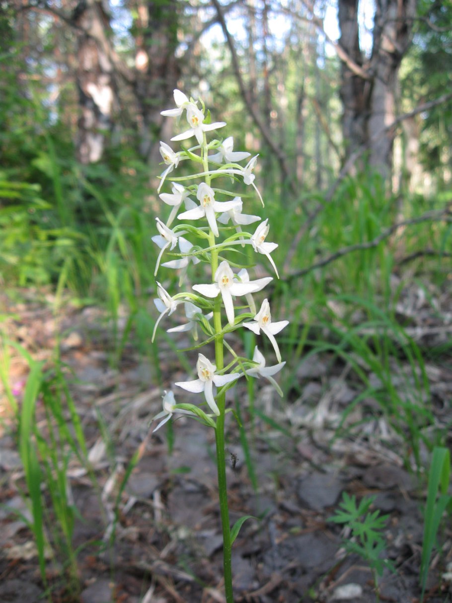 Орхидея Любка двулистная