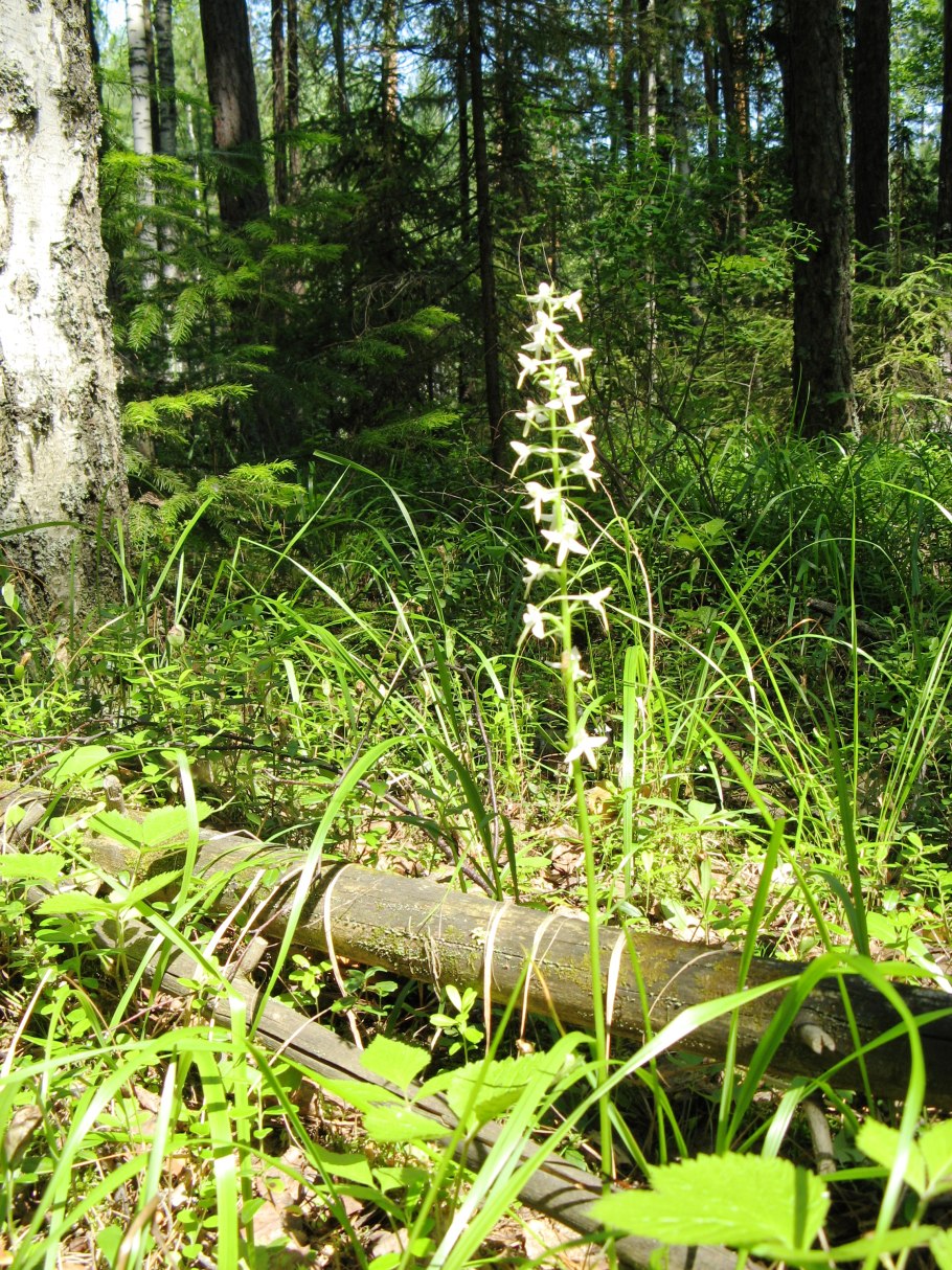 Незаметные растения