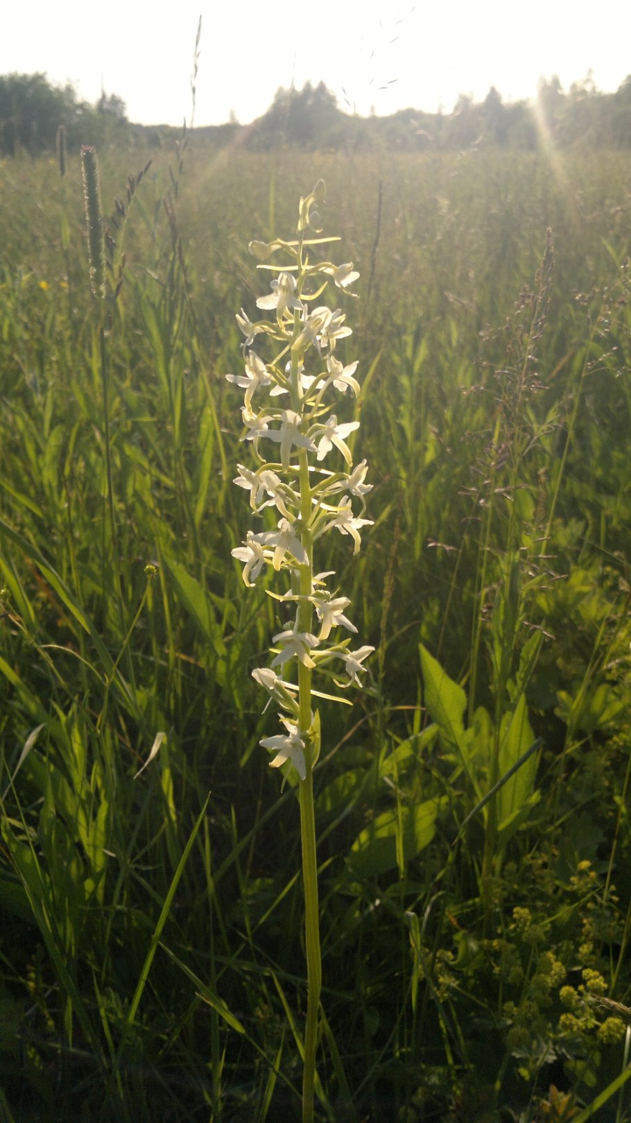 Любка двулистная (Platanthera bifolia)