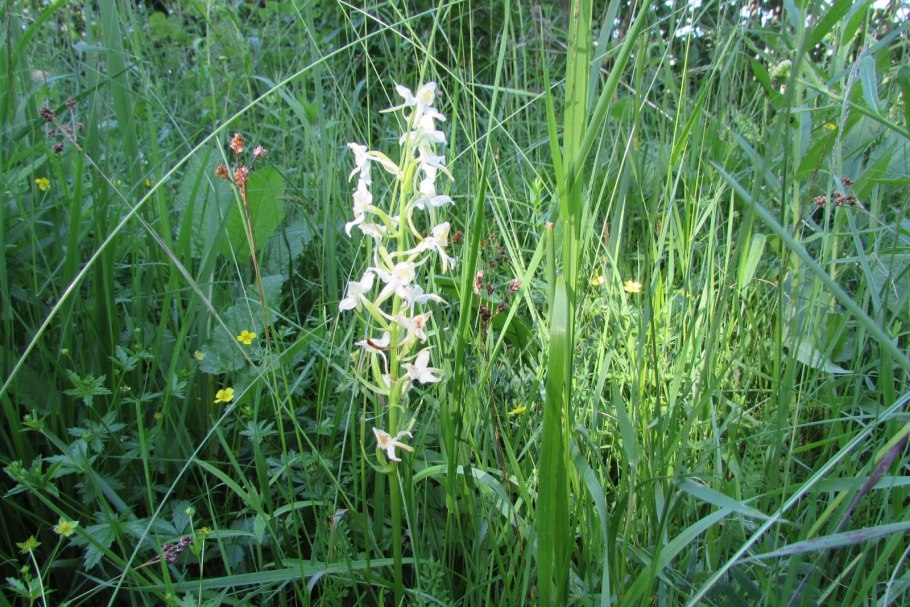 Растения занесённые в красную книгу РБ