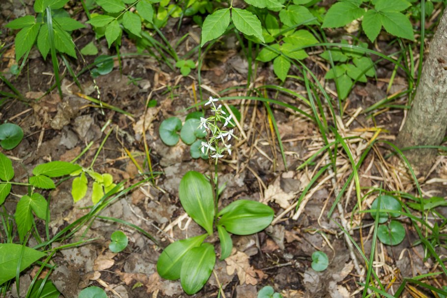 Любка Богданович