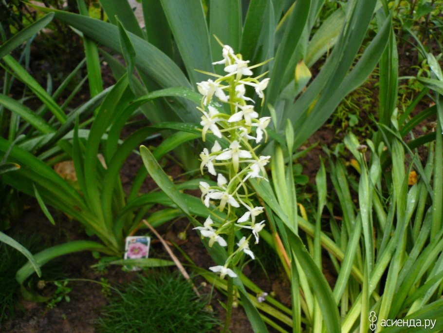 Двулистная Любка или ночная фиалка