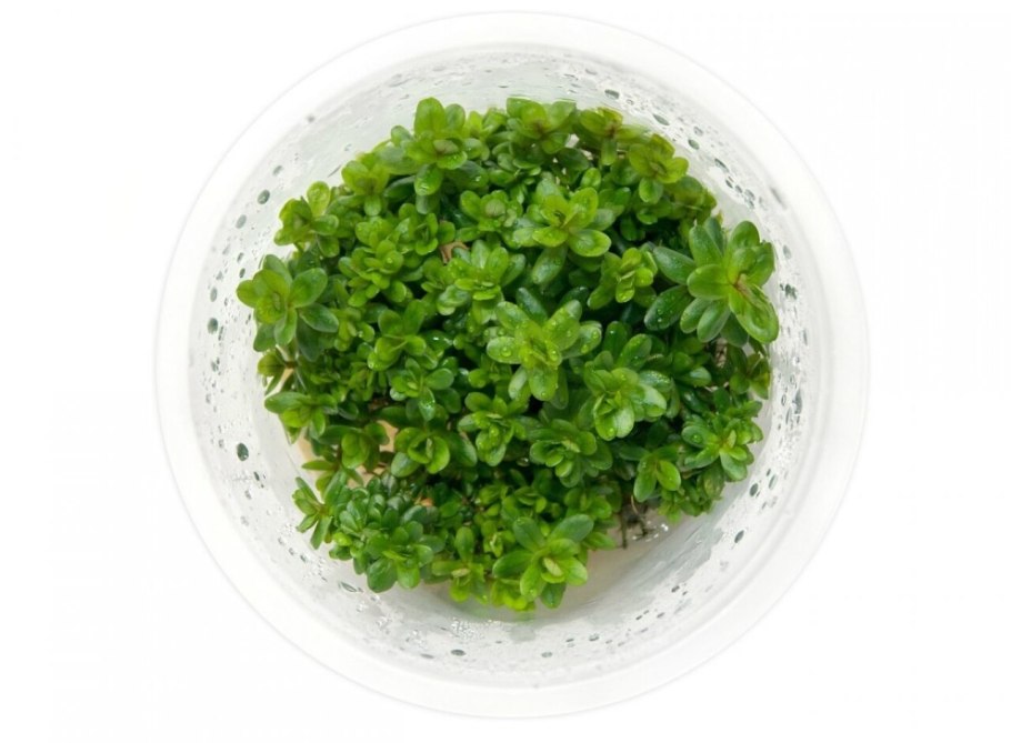 Аммания изящная (Ammannia gracilis)