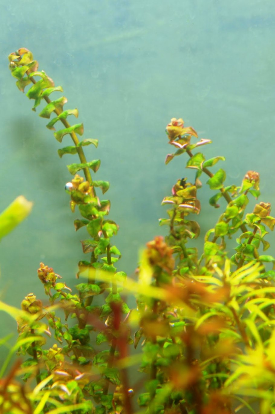 Ротала Жемчужная