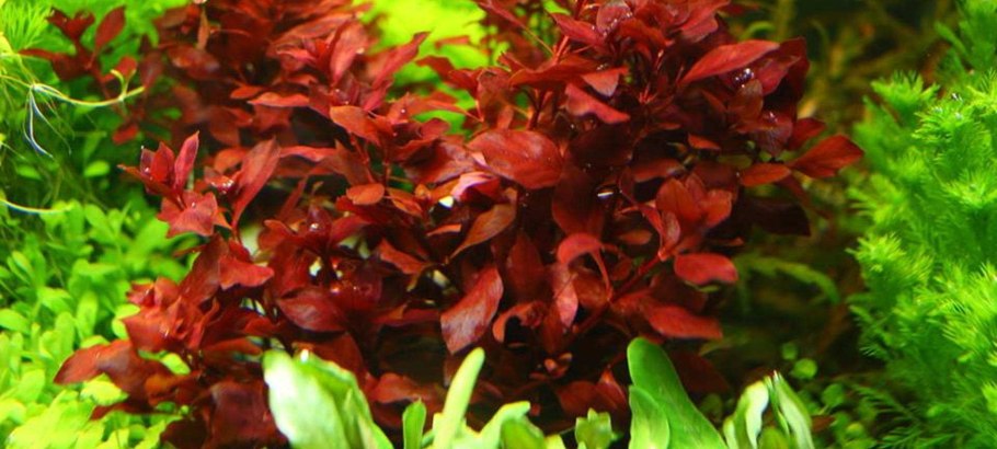 Аммания Сенегаленсис