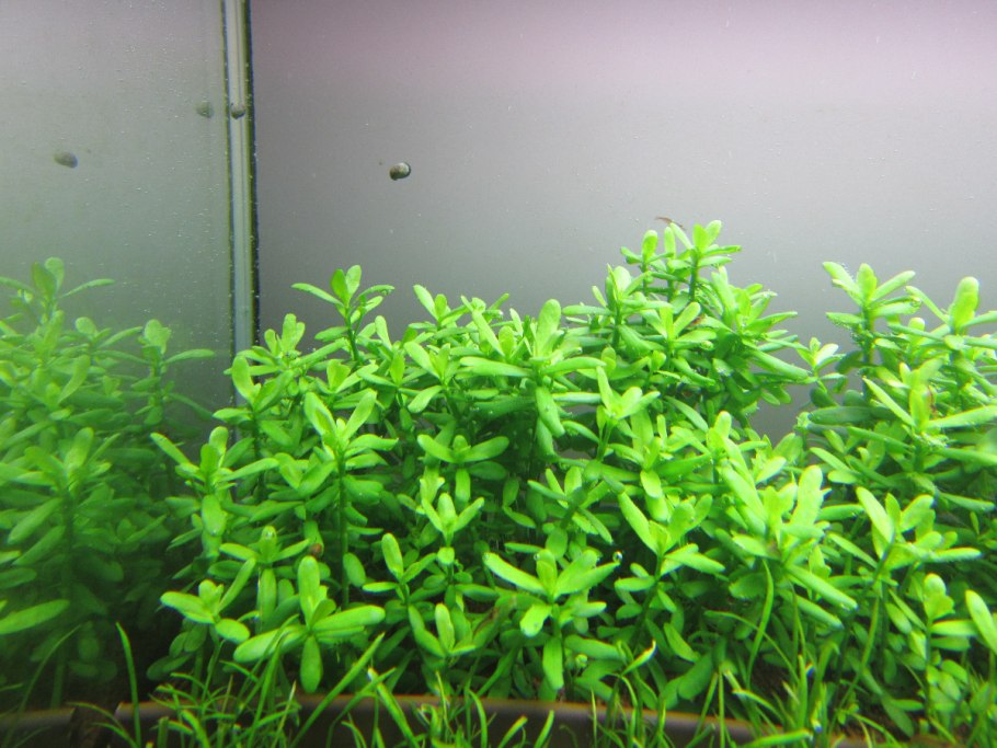 Незея Голден