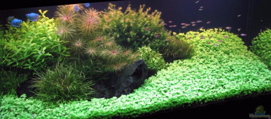 Ротала Бакопа Аммания