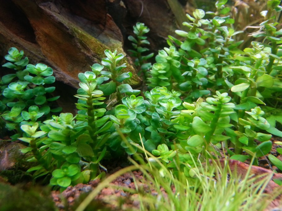Ротала Индика Rotala Indica