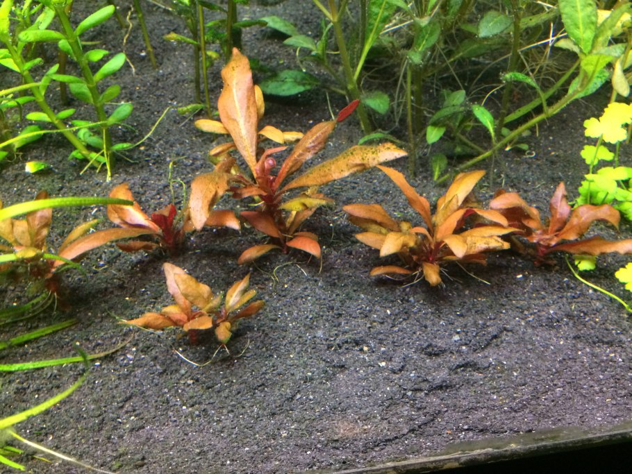 Аммания мультифлора (Ammania multiflora)