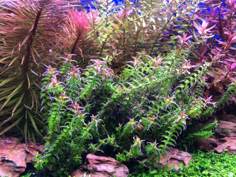 Rotala mexicana Red
