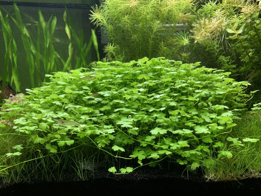 Аммания Сулавеси