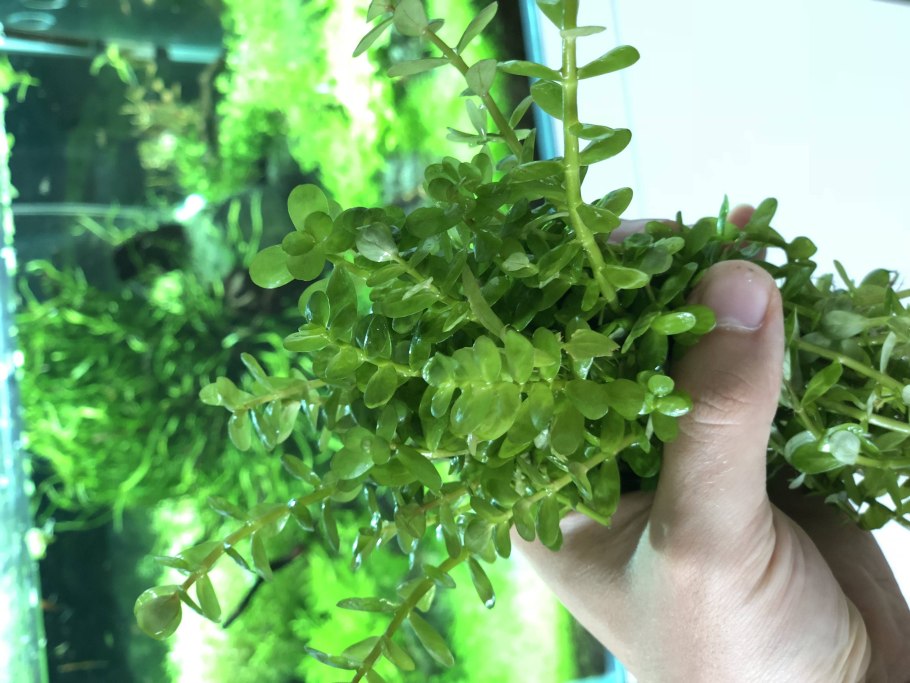 Ротала Жемчужная