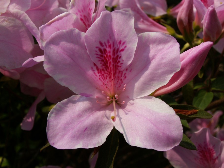 Азалия рододендрон симса