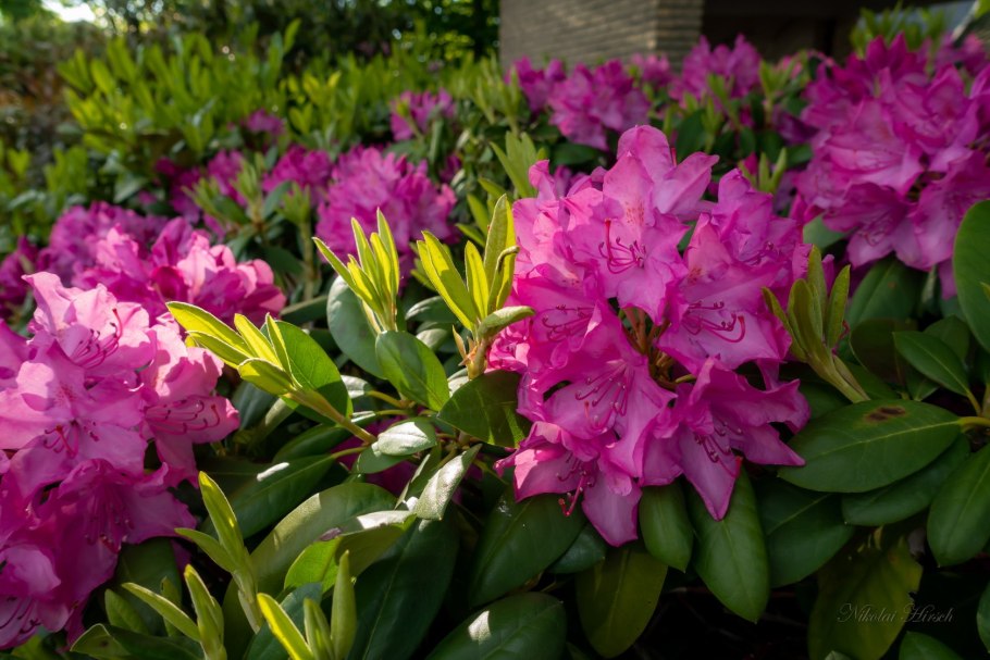 Rhododendron simsii