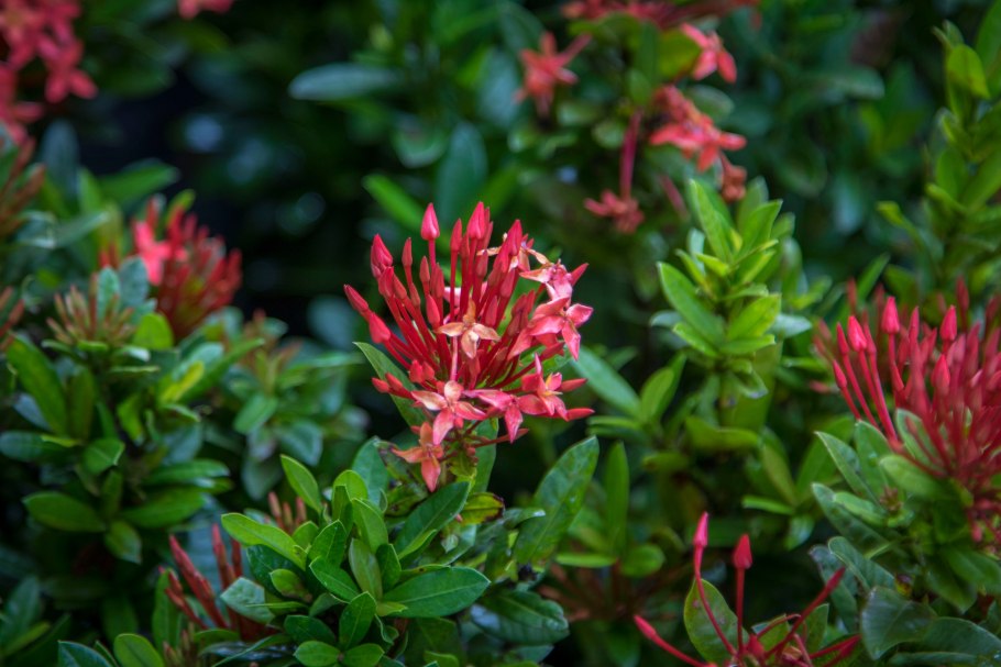 Азалия Индика микс