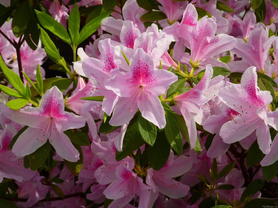 Staccato рододендрон