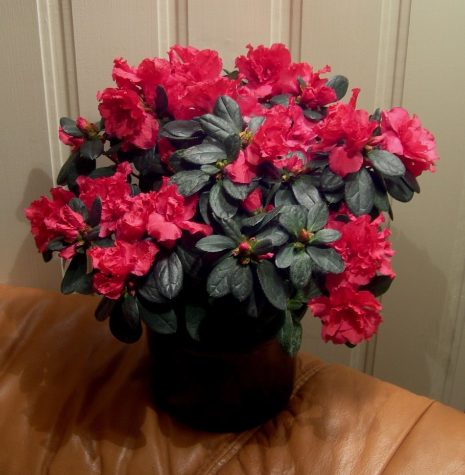 Азалия рододендрон