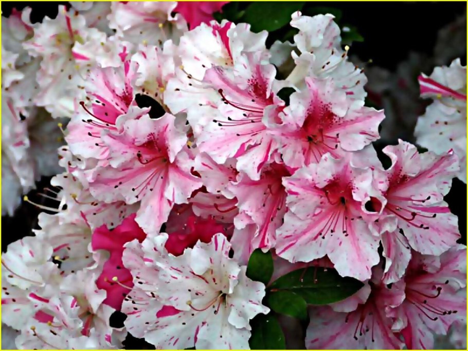 Азалия цветок