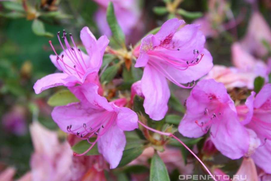 Rhododendron simsii