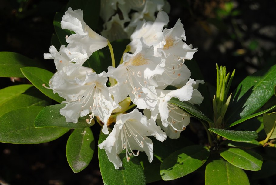 Рододендрон Азалия Сочи