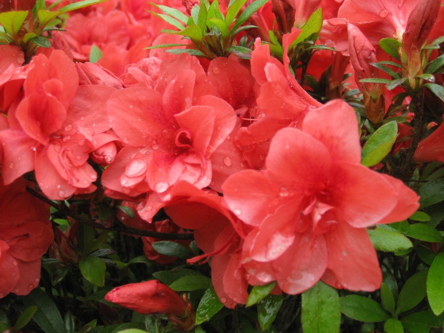Rhododendron simsii