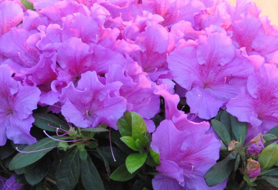 Рододендрон Азалия куст