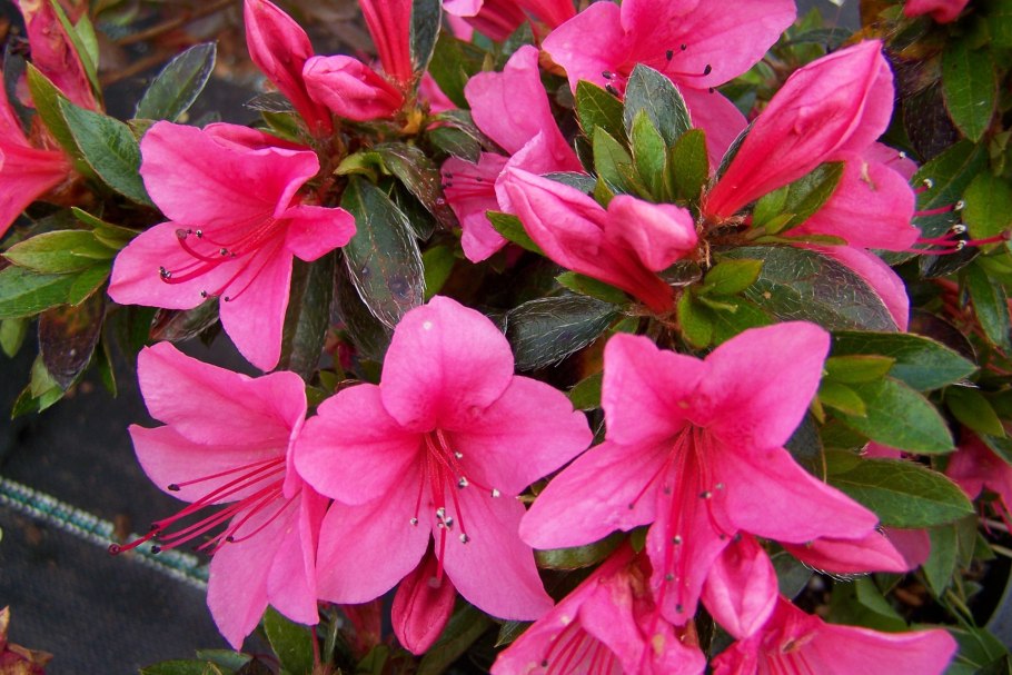 Азалия индийская