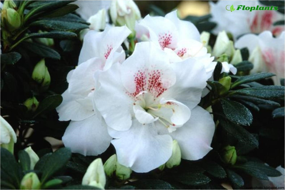 Цветок рододендрон Азалия