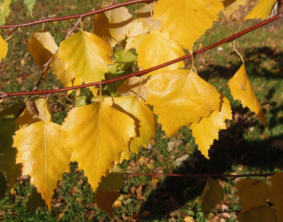 Betula pendula (берёза бородавчатая) 'Golden cloud'