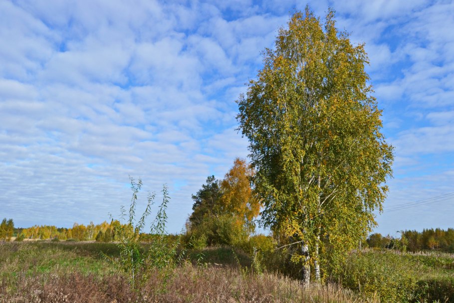 Деревья России