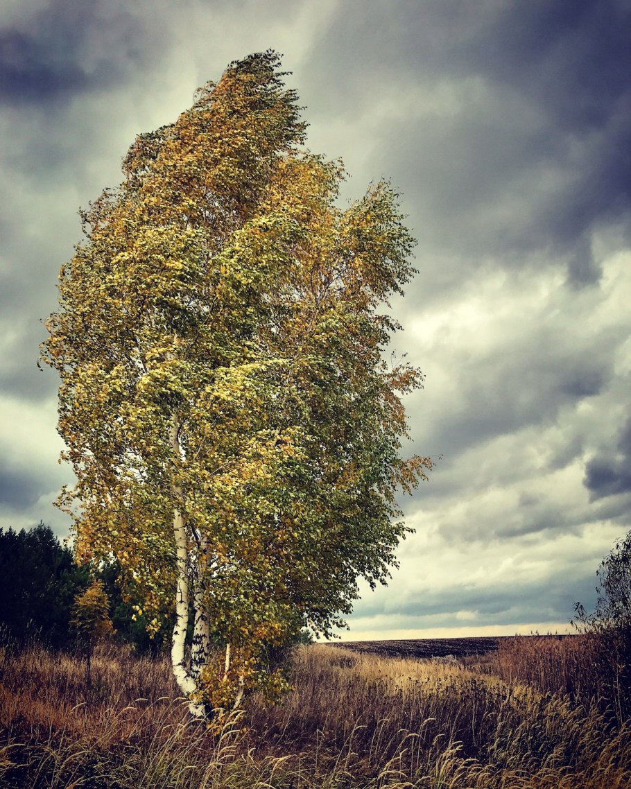 Береза повислая Golden cloud