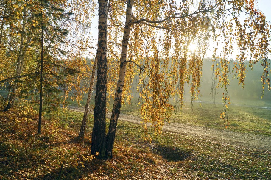 Береза повислая Юнги