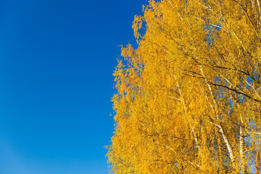 Плакучая береза осенью