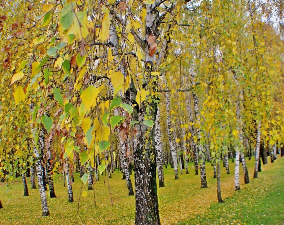 Береза бородавчатая повислая плакучая