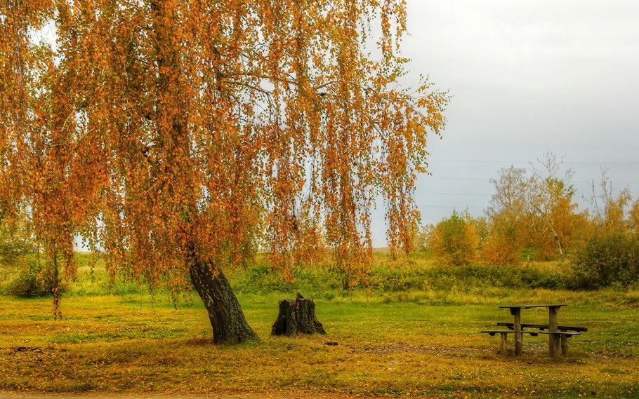Золотая осень береза плакучая