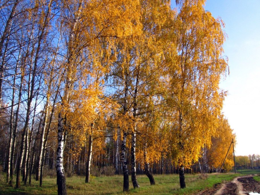 Береза повислая Betula pendula “Youngii”