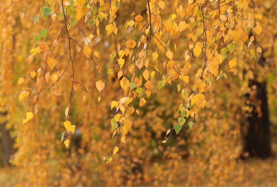 Береза повислая в природе