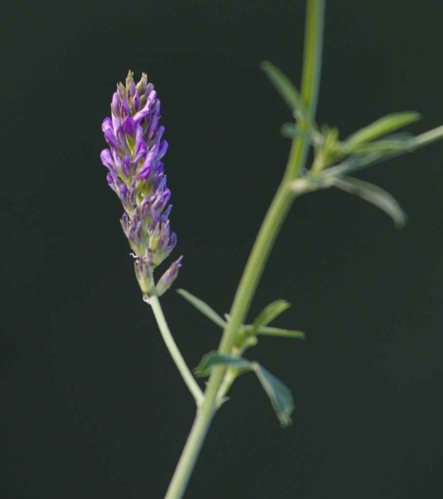 Asperula arvensis orientalis