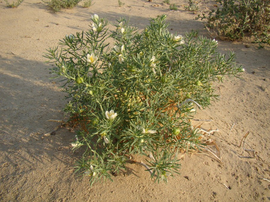 Taraxacum GERBARI