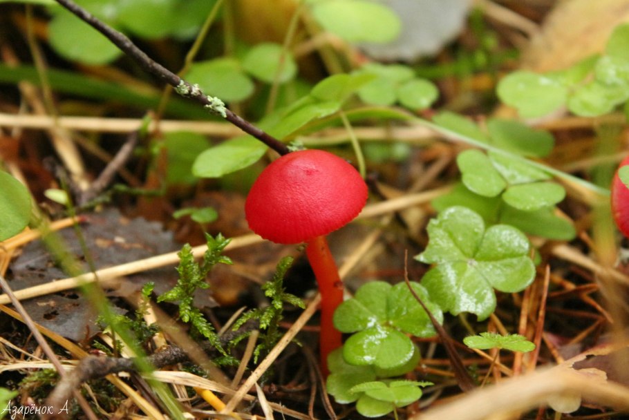 Гигроцибе Багряная