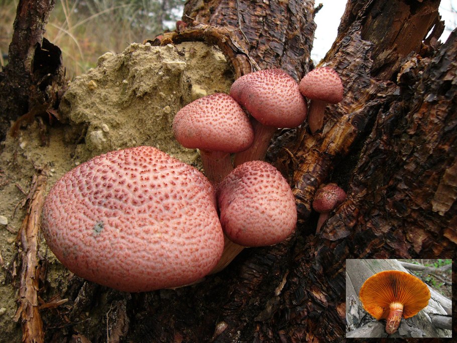 Строчевик круглоспоровый