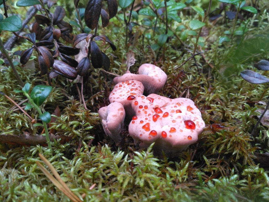 Съедобные грибы Карелии